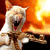 :angry_kitty: