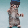 dancing cat